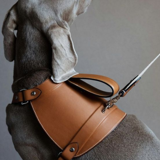 Dog Collar